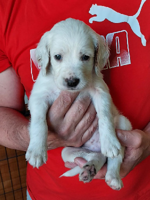 CHIOT