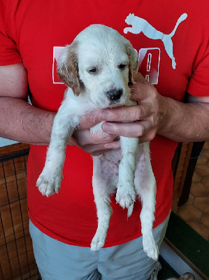 CHIOT