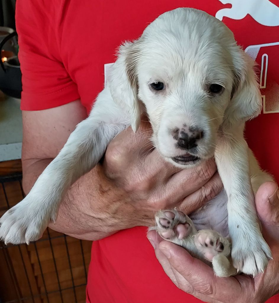 Du Sentier Des Chataigniers - Chiots disponibles - Setter Anglais